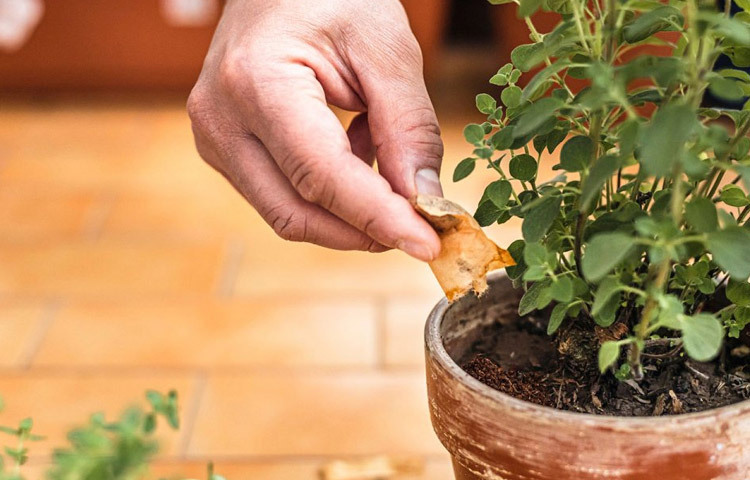 টি ব্যাগের চা পাতা টবের মাটিতে মিশিয়ে দিন। এতে মাটি উর্বর হয়। এমনকি ক্ষতিকর পোকামাকড় গাছকে আক্রমণ করতে পারে না। ছবি: সংগৃহীত