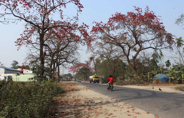 শিমুলে রাঙা দিনাজপুর-বীরগঞ্জ সড়কের ২৮ কিলোমিটার এলাকা। সড়কের দুই পাশে রঙিন শিমুলে নান্দনিক হয়ে উঠেছে প্রকৃতি। ছবি: এমদাদুল হক মিলন