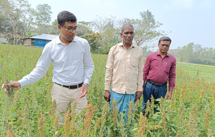 প্রায় ২৪ শতকের এ জমিতে চট্টগ্রামে প্রথমবারের মতো পরীক্ষামূলক চাষ হয়েছে মিরসরাইয়ে। তবে ভালো ফলন দেখে কৃষক সন্তুষ্ট বলে জানায় কৃষি অফিস। ছবি: এম মাঈন উদ্দিন