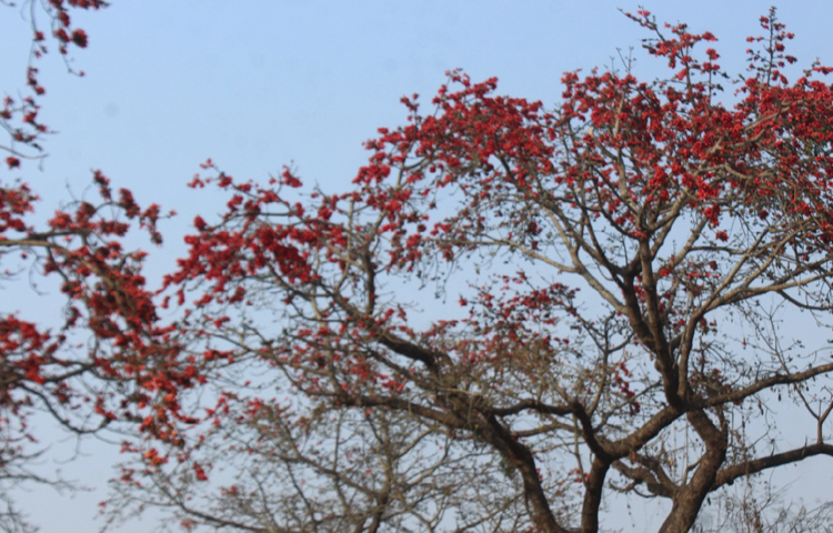পেটের পীড়াসহ নানা রোগে এ গাছের ছাল ব্যবহার হয়। ছবি: এমদাদুল হক মিলন