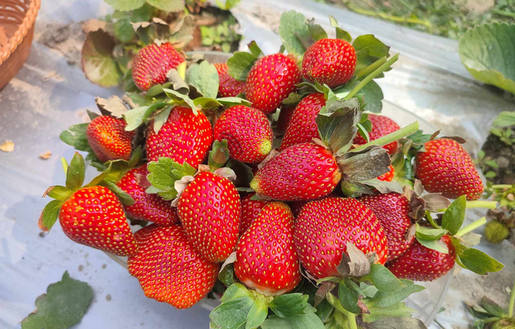 শার্শা উপজেলা কৃষি কর্মকর্তা দীপক কুমার সাহা বলেন, উপজেলায় ২৫ শতাংশ জমিতে স্ট্রবেরি চাষ হয়েছে। সরকারের পক্ষ থেকে এ ফল চাষে কোনো প্রণোদনা নেই। তবে আমরা কৃষকদের অন্য সব পরামর্শ দিয়ে থাকি। মাঠ পর্যায়ে কৃষি অফিসের কর্মীরাও প্রতিনিয়ত চাষিদের বিভিন্ন পরামর্শ দিচ্ছি। ছবি: মো. জামাল হোসেন