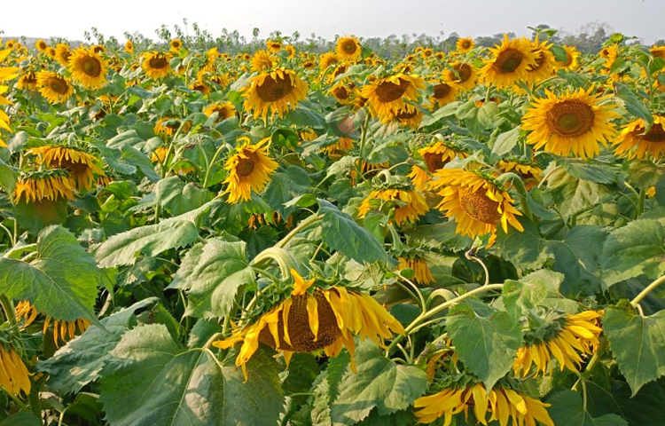 রামগড় উপজেলা উপ-সহকারী কৃষি কর্মকর্তা শরিফ উল্যাহ বলেন, অন্য ফসলের চেয়ে সূর্যমুখী চাষে খরচ কম। এতে সার-ওষুধ কম লাগে, পরিচর্যাও করতে হয় না। এছাড়া সূর্যমুখী ফুলের কাণ্ড জ্বালানি হিসেবে ব্যবহার ও বিক্রি করা যায়। যা থেকে বাড়তি আয় হয়।’ ছবি: মুজিবুর রহমান ভুইয়া