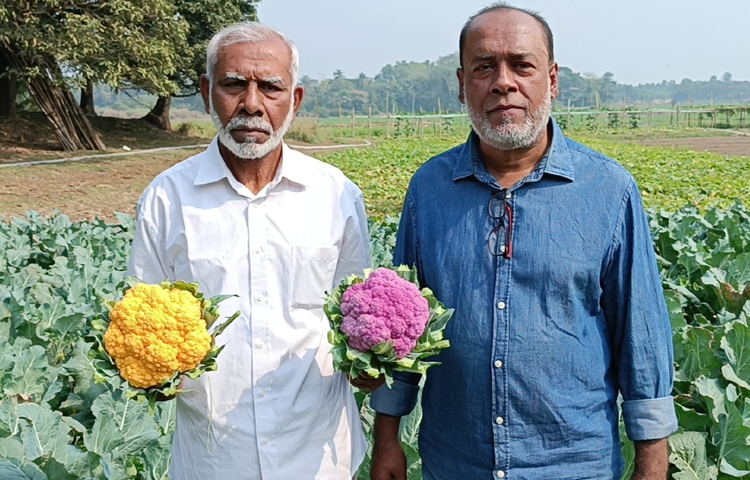 কালীগঞ্জ উপজেলা কৃষি কর্মকর্তা কৃষিবিদ ফারজানা তাসলিম বলেন, এবারই প্রথম কালীগঞ্জে ১২৯ হেক্টর জমিতে রঙিন ফুলকপি চাষ হয়েছে। স্থানীয় এক কৃষক রঙিন ফুলকপি চাষে আগ্রহ প্রকাশ করায় পরীক্ষামূলকভাবে তাকে সহায়তা করেছি। তবে রঙিন ফুলকপি চাষে বাড়তি কোনো খরচ নেই। সাদা ফুলকপির মতোই খরচ। ছবি: আব্দুর রহমান আরমান