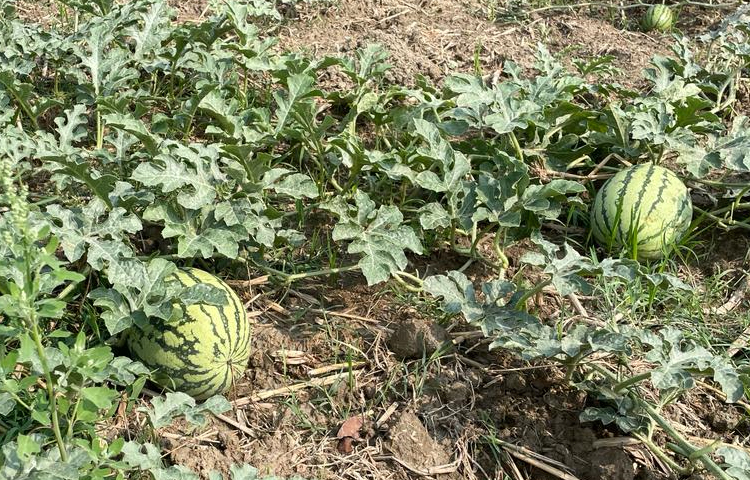 জানা গেছে, রবি মৌসুমে উপজেলার চরাঞ্চলের পতিত জমিতে উপযুক্ত আবহাওয়া ও বালু মিশ্রিত মাটি হওয়ায় ইছাখালী, সাহেরখালী ও মিঠানালা ইউনিয়নের চরাঞ্চল এলাকায় প্রায় ৫০০ একর জমিতে তরমুজ চাষ হয়েছে। ছবি: এম মাঈন উদ্দিন
