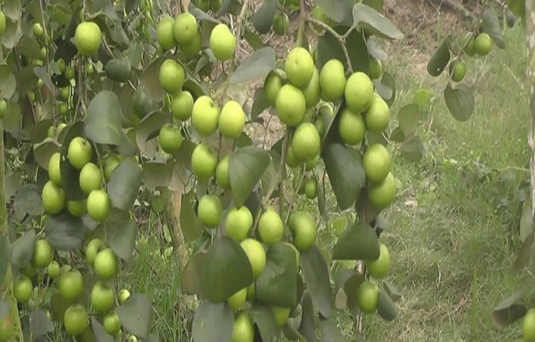 মাদারীপুর কৃষি সম্প্রসারণ অধিদপ্তরের উপ-পরিচালক ড. সন্তোষ চন্দ্র চন্দ বলেন, কৃষি বিভাগের পক্ষ থেকে বরই বাগানের উদ্যোক্তা দুই বন্ধুকে ধন্যবাদ জানাই। আমরা উদ্যোক্তাদের মাঠ পর্যায়ে সব ধরনের পরামর্শ ও সহযোগিতা দিচ্ছি। ছবি: আয়শা সিদ্দিকা আকাশী