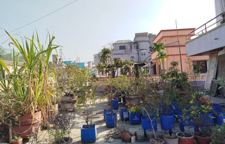 এশা ও লামিয়া বলেন, আমাদের ছাদ বাগানে প্রায় সব ধরনের গাছ আছে। ফুলের মধ্যে গোলাপ, বেলি, নয়নতারা বাদেও দেশি-বিদেশি ফুল গাছ ও ক্যাক্টাস, ঘৃতকুমারি আছে। সবজির মধ্যে বেগুন, টমেটো, লাউ, করলা, চিচিঙ্গা ইত্যাদি আছে। ছবি: মামুনূর রহমান হৃদয়