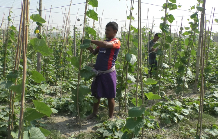 জানা গেছে, ভোলা সদর উপজেলার কাচিয়া ইউনিয়নের বিচ্ছিন্ন মাঝের চর ও দৌলতখান উপজেলার বিচ্ছিন্ন মদনপুর চরে প্রতি বছরই বিভিন্ন ধরনের সবজি চাষ করে আসছেন কৃষকরা। কিন্তু প্রতি বছরই বৃষ্টি, জোয়ার ও লবণাক্ত পানি হানা দেয় সবজি ক্ষেতে।  তবে এ বছর সেই ক্ষতি থেকে রক্ষায় দুই চরে মাচা পদ্ধতিতে সবজি চাষ শুরু করেছেন তারা। ছবি: জুয়েল সাহা বিকাশ