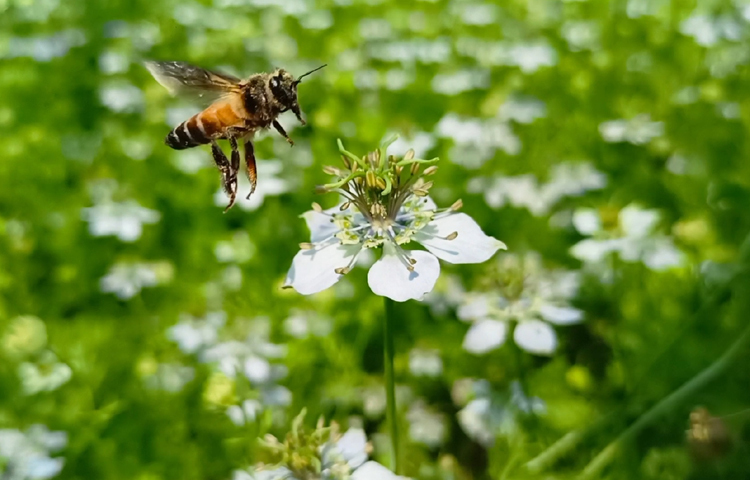 কৃষি অধিদপ্তর সূত্রে জানা যায়, গত মৌসুমে জেলার ছয়টি উপজেলায় ৩ হাজার ৬৮০ হেক্টর জমিতে কালোজিরা চাষ হয়েছে। যা প্রতি হেক্টর জমিতে ১ টন করে উৎপাদন হয়েছিল। ছবি: বিধান মজুমদার অনি