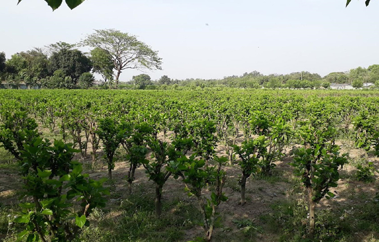 সদর উপজেলার পাশেই মাহুত পাড়ায় বাংলাদেশ রেশম উন্নয়ন বোর্ড দিনাজপুর অঞ্চলের রেশম বীজাগারের অধীনে ১২০ বিঘা জমিতে তুঁত বাগান আছে। এ জমিতে রেশম পোকার খাবারের জন্য তুঁত গাছের পাতা উৎপাদন হয়ে থাকে। কোনো নির্দেশনা না থাকায় তুঁত ফল সংগ্রহ করা হয় না। ছবি: এমদাদুল হক মিলন