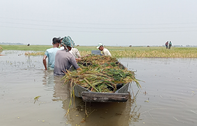 সুনামগঞ্জের বিভিন্ন হাওরে বৃষ্টির পানিতে তলিয়ে গেছে কৃষকের সোনালী ধান। চোখের সামনে কষ্টের ধান তলিয়ে যাওয়ায় কাঁদছেন কৃষকরা। ছবি: লিপসন আহমেদ
