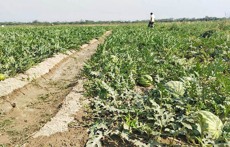 কৃষকরা জানান, প্রায় তিনমাস আগে উপজেলার পূর্ব প্রান্তে বিষখালী নদীর চর এলাকাজুড়ে ২০ জন কৃষক মিলে ১২০ বিঘা জমিতে তরমুজের চাষ করেন। ছবি: আতিকুর রহমান