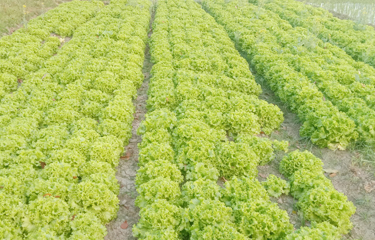 উপজেলার পানবুড়ি গ্রামের যদুনাথপুর (হাড়িখালি) ব্লকের কৃষি জমিগুলোয় বিভিন্ন ধরনের মৌসুমি শাক-সবজির পাশাপাশি ২০ শতক জমিতে চাষ হচ্ছে এ চাইনিজ লেটুস পাতা। ছবি: জামাল হোসেন