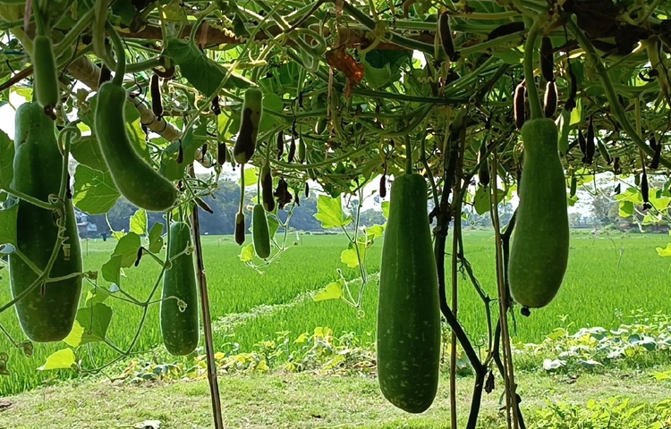 তিন ভাইয়ের সফলতা দেখে স্থানীয় কৃষকেরাও এখন লাউ চাষে আগ্রহী হচ্ছেন। ছবি: আব্দুর রহমান আরমান