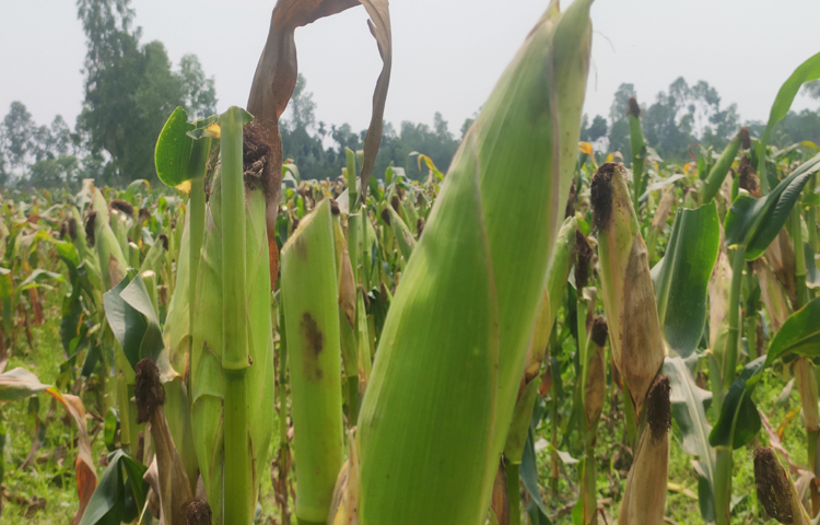 জানা গেছে, এ বছর জেলার প্রত্যন্ত চরাঞ্চলে গত বছরের তুলনায় ১২২০ হেক্টর বেশি জমিতে ভুট্টা চাষ হয়েছে। ছবি: ফজলুল করিম ফারাজী