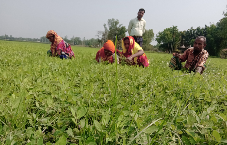 এছাড়া অন্যান্য ফসলের তুলনায় বাদামে রোগবালাই কম থাকায় কীটনাশক প্রয়োগের ঝামেলা কম। ফলন ভালো হতে মাঝে মধ্যে কয়েকবার ছত্রাকনাশক স্প্রে করলেই ফসল ভালো হয়। ছবি: ইব্রাহিম সুজন