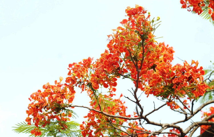 ব্যস্ত নগরীর পথে পথে রক্তলাল এই ফুল নিয়ে মানুষের উচ্ছ্বাসের সীমা নেই। এখন প্রায় সবার সামাজিক যোগাযোগ মাধ্যম ফেসবুকের দেওয়াল ভরে উঠেছে লাল কৃষ্ণচূড়ায়। ছবি: মাহবুব আলম