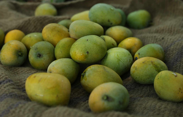 নারায়ণগঞ্জের সোনারগাঁও বাজারে দেশি পাকা আম বিক্রি হচ্ছে ১০০ টাকা কেজি দরে। ছবি: মাহবুব আলম