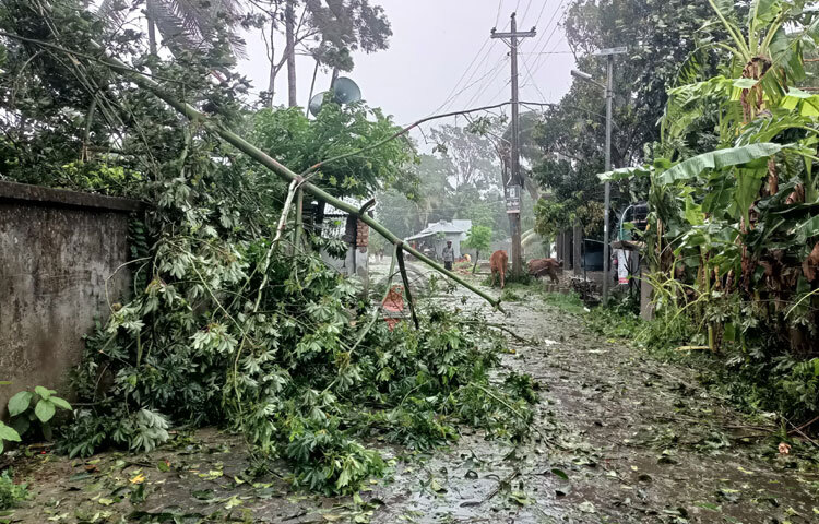 রিমালের তাণ্ডবে উপড়ে গেছে গাছপালা। ছবি: আসাদুজ্জামান মিরাজ