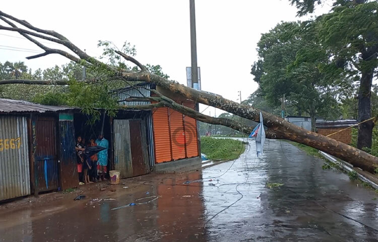 শহরের লঞ্চঘাটের প্রবেশ এলাকা মাদরাসা রোডে বাতাসে গাছ উল্টে সড়কে পড়ে প্রতিবন্ধকতা সৃষ্টি হয়েছে। ছবি: শরীফুল ইসলাম