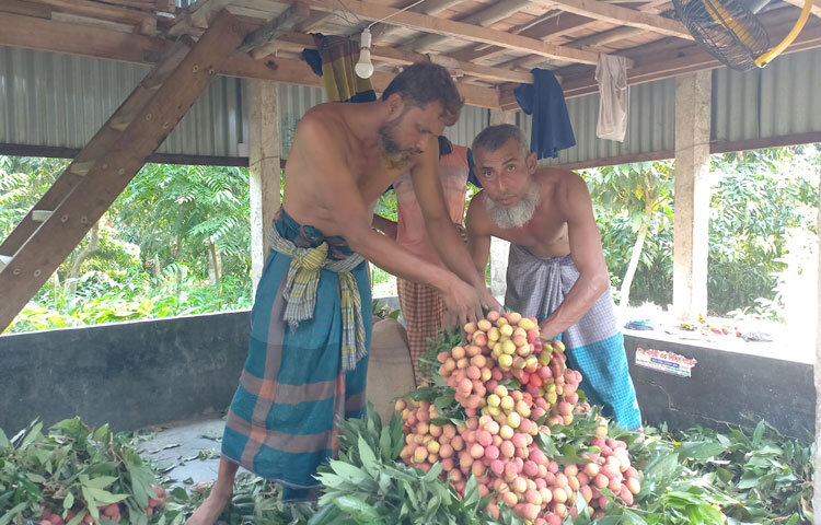 বাগান থেকেই পাইকাররা লিচু কিনে নিয়ে জেলার বিভিন্ন হাট-বাজারে খুচরা মূল্যে বিক্রি করছেন। ছবি: রুবেলুর রহমান