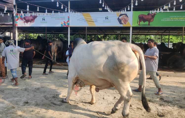 সাদা ধূসর রঙের ‘শাকিব খান’ লম্বায় প্রায় ১০ ফুট, উচ্চতা ৫ ফুট। এর দাম হাঁকা হয়েছিল ১৫ লাখ টাকা। ছবি: রাশেদুল ইসলাম রাজু