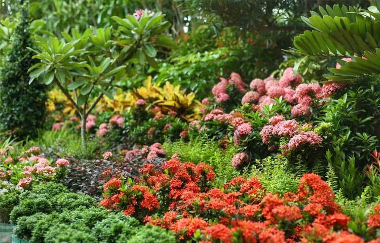 মেলায় পাওয়া যাচ্ছে বাহারি সব গাছ। ছবি: মাহবুব আলম