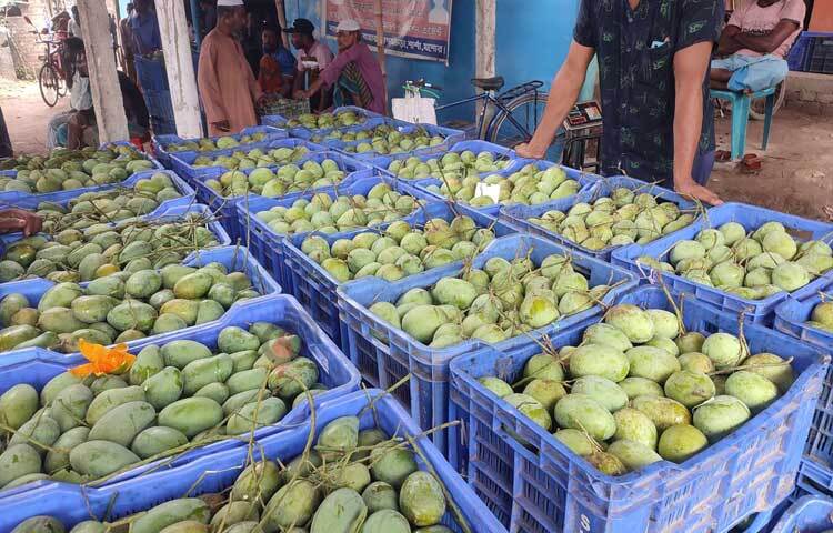 জানা যায়, চলতি বছরের মে মাসের শুরুর দিকে আম পাড়া শুরু হয়। তবে ঘূর্ণিঝড় রিমালের আগে বাজারে আমের জোগান বেশি হওয়ায় দাম ছিল। তবে ঘূর্ণিঝড় রিমালের পর বেড়ে গেছে আমের দাম। ছবি: জামাল হোসেন