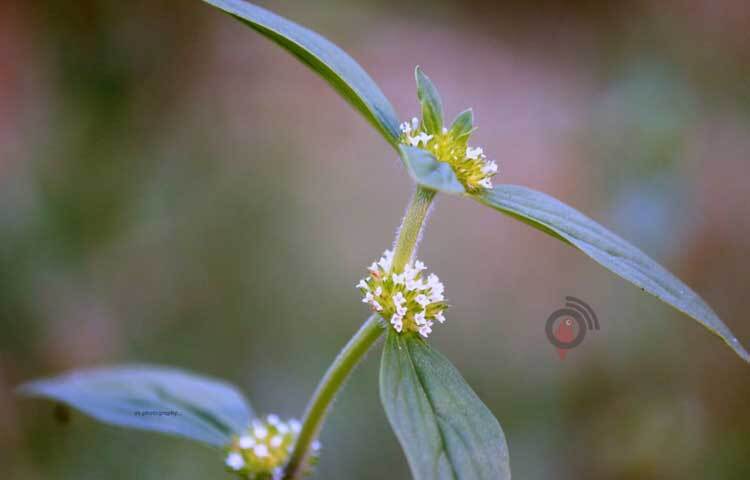সবুজ পাতার ফাঁকে উকি দিয়ে আছে সাদাফুল। ছবি: আরমান খান
