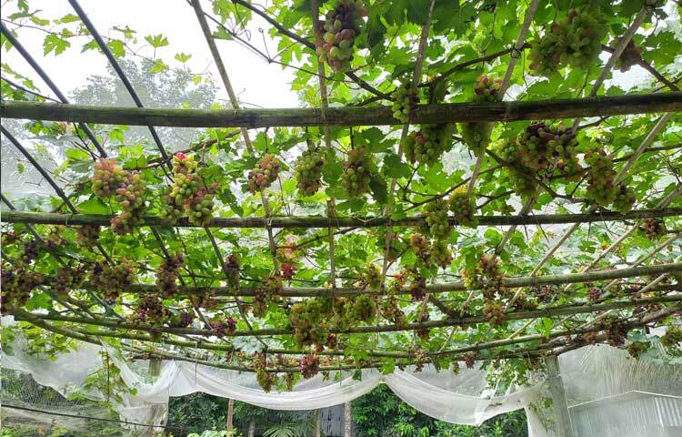 শুধু বাবুই নন, কম পরিশ্রম ও কম খরচে লাভজনক হওয়ায় আঙুর চাষে আগ্রহী হচ্ছেন অনেকে। ছবি: রু‌বেলুর রহমান