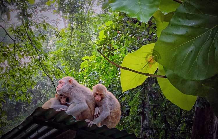 বাংলাদেশের সাতটি বন্যপ্রাণী অভয়ারণ্য ও ১০টি জাতীয় উদ্যানের মধ্যে লাউয়াছড়া অন্যতম। চিরহরিৎ এই বনাঞ্চল বিলুপ্তপ্রায় উল্লুকের নিরাপদ আবাসস্থল। এ ছাড়াও নানা ধরনের দুর্লভ প্রাণী, কীটপতঙ্গ আর গাছপালার জন্য এই অরণ্য বিখ্যাত।