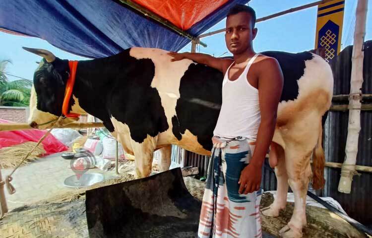 সেখানেই ‘পর্বত’ নামের আদরের গরুটিকে নিয়ে এসেছেন পাবনার কৃষক সবুজ মিয়া। ছবি: মাহবুব আলম