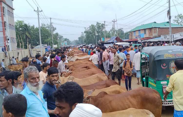 পছন্দের কোরবানির পশু কিনতে বাজার ঘুরে দেখছেন ক্রেতারা। ছবি: এম মাঈন উদ্দিন