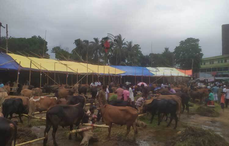 শহরের ট্রাক টার্মিনালে বসেছে কোরবানি পশুর হাট। এ হাটে জেলার বিভিন্ন উপজেলা থেকে ব্যাপারিরা নৌকায় করে নিয়ে আসছে কোরবানির পশু। ছবি: সাইফুল উদ্দীন