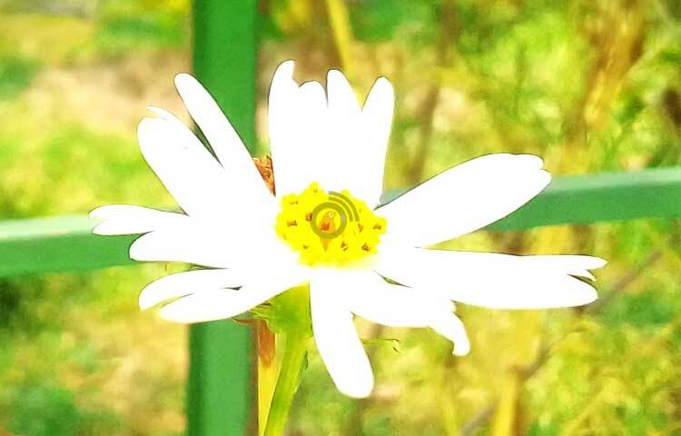 এই পার্কে ফুটে আছে নাম না জানা দেশি-বিদেশি ফুল। ছবি: অলোক আচার্য