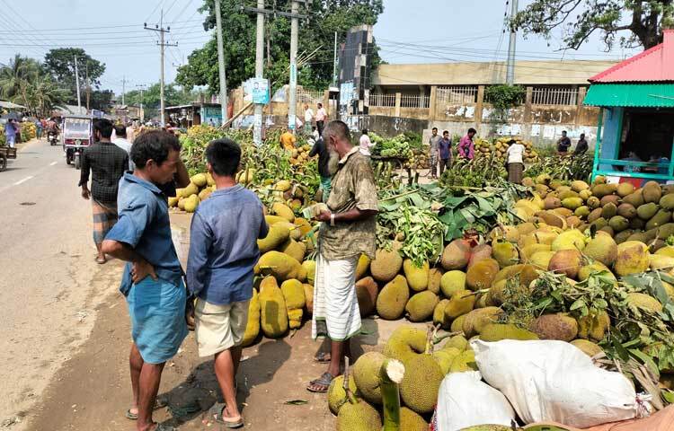 স্থানীয় পাইকার ও বাগানিরা কাঁঠালের স্তূপ সাজিয়ে বসে রয়েছেন। প্রতিটি স্তূপে রয়েছে শত শত কাঁঠাল। বিভিন্ন জেলা থেকে আসা পাইকাররা দরদাম করে কিনছেন পছন্দের কাঁঠাল। ছবি: মুজিবুর রহমান ভুইয়া