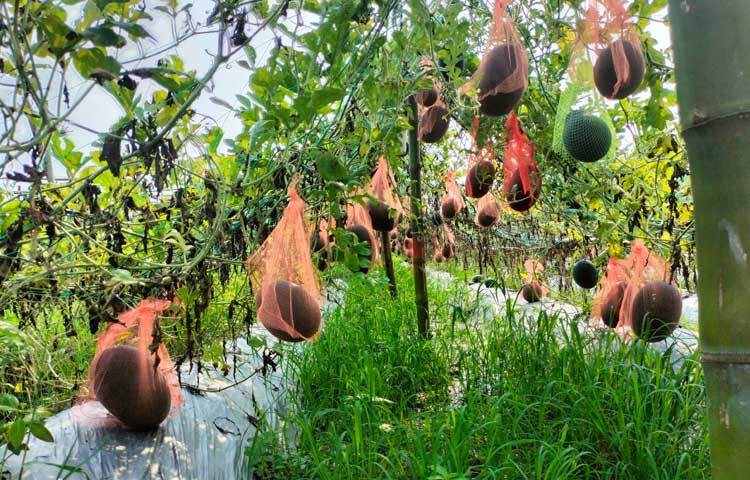 মাচায় ঝুলে থাকা তরমুজের ভারসাম্য রক্ষায় প্রতিটি তরমুজকে লাল জালি দিয়ে ঝুলানো হয়েছে। ছবি: মুজিবুর রহমান ভুইয়া