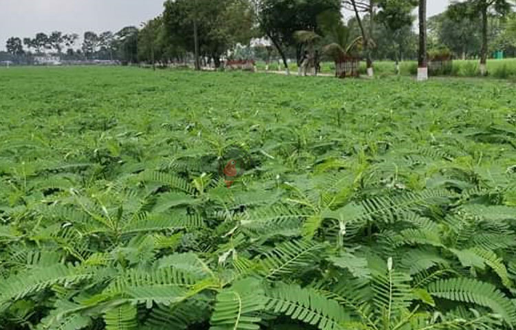 নীলফামারীর ডোমারে বাংলাদেশ কৃষি উন্নয়ন করপোরেশন (বিএডিসি) ভিত্তি বীজ আলু উৎপাদন খামারে ২০০ একর জমিতে ধনিচা চাষ করে তাক লাগিয়ে দিয়েছে। খামারটিতে ভিত্তি বীজ আলু উৎপাদনের পরপরই রোপণ করা হয় এই সবুজ সার। ছবি: ইব্রাহিম সুজন
