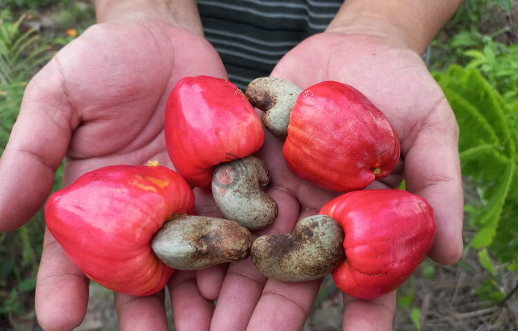 রাঙ্গামাটির কাপ্তাই উপজেলায় চাষাবাদের পর ফলন আসতে থাকায় চাষি ও প্রকল্প সংশ্লিষ্টরা আশাবাদী হয়ে উঠেছেন। ছবি: সাইফুল উদ্দীন