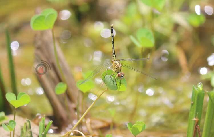 আপন মহিমায় সেজেছে তারা। ছবি: আরমান খান
