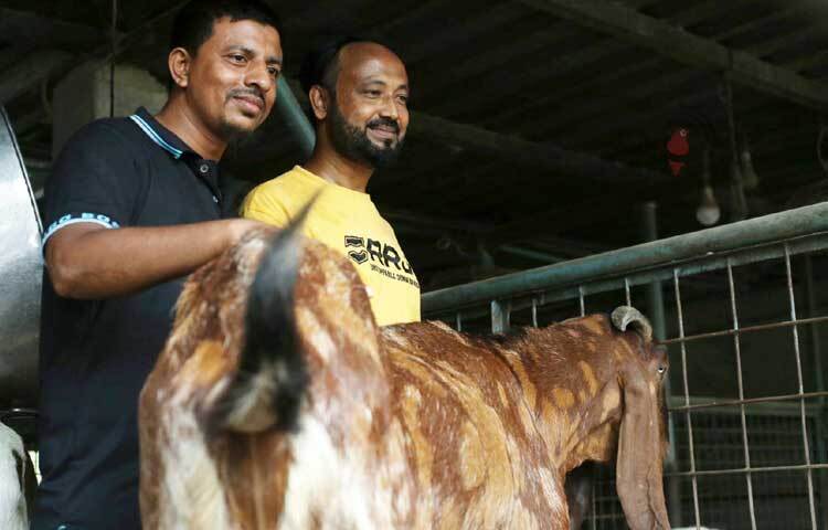 সম্প্রতি সাদিক এগ্রো ফার্মে গিয়ে দেখা মিলেছে ভাইরাল হওয়া সেই ছাগলের। ছবি: মাহবুব আলম