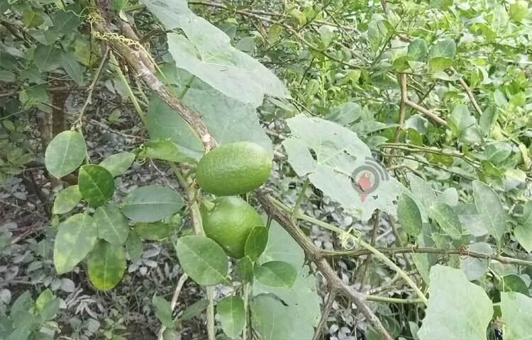 বাউকাঠি, শতদলকাঠি, ভিমরুলী, কাফুরকাঠি, আটঘর, গাভারামচন্দ্রপুর, পোষণ্ডা, ডুমুরিয়া, খেজুরা, কীর্তিপাশা, মিরাকাঠিসহ ২২টি গ্রাম এখন লেবুর ঘ্রাণে মাতোয়ারা। ছবি: মো. আতিকুর রহমান