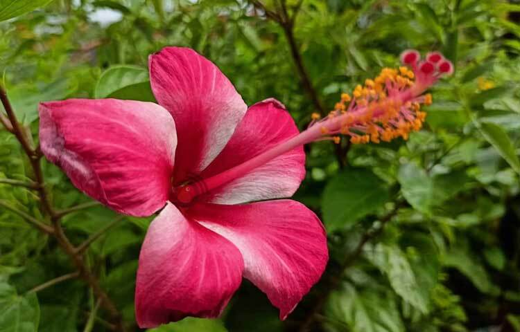 আগের মৌসুমে ফোটা গন্ধরাজ, রঙ্গন, রক্তজবা, টগর, শ্বেতকাঞ্চন বা ঘণ্টাফুলের উজ্জ্বলতা ম্লান হয়নি  এখনও। ছবি: মাহবুব আলম