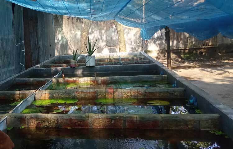 বর্তমানে রায়হানের খামারে ৩০ প্রজাতির ২৫ হাজার রঙিন মাছ আছে। ছবি: ইব্রাহিম সুজন