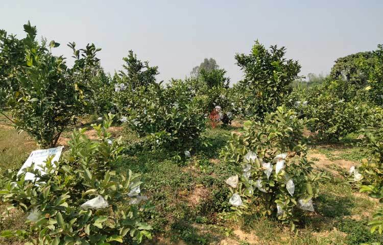 বিশাল জায়গাজুড়ে গাছে থোকায় থোকায় পেয়ারা ঝুলছে। প্রতিটি পেয়ারা পলিথিন ব্যাগে প্যাকেট করা। পেয়ারা গাছের ফাঁকে ফাঁকে মাল্টা ও কমলা গাছ। ছবি: এম মাঈন উদ্দিন