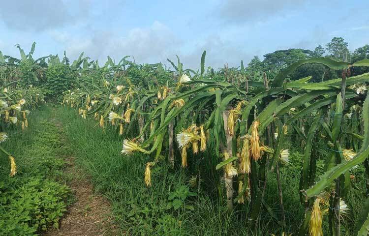 ৩ একর জমিতে শুরু করলেও এখন তার বাগান ১২ একর জায়গা জুড়ে। আইন বিষয়ে পড়াশোনা করলেও এখন তিনি সফল কৃষক। ছবি: আয়শা সিদ্দিকা আকাশী
