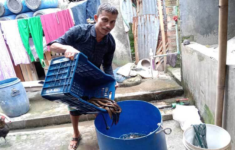 দেশে কুঁচিয়া খাওয়ার তেমন প্রচলন না থাকলেও বিদেশে প্রচুর চাহিদা আছে। প্রতিদিন সারাদেশ থেকে বিপুল পরিমাণ কুঁচিয়া, থাইল্যান্ড, হংকং, চীন ও জাপানসহ পৃথিবীর বিভিন্ন দেশে রপ্তানি করা হচ্ছে। ছবি: জাগো নিউজ