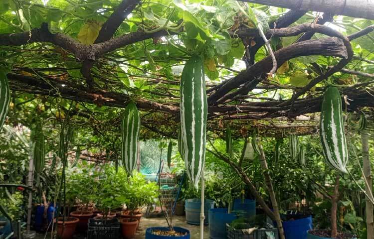 মাচায় ঝুলছে চিচিঙা। ছবি: হাসান আলী