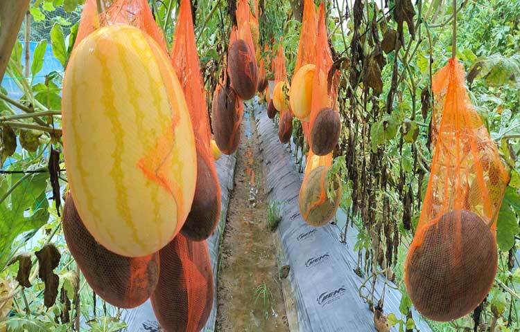 গাছে ঝুলছে ইয়েলো কিং, রবি, সূর্যডিম, স্মার্টবয়েজ, ল্যান্ডফাই জাতের তরমুজ। ছবি: এম মাঈন উদ্দিন