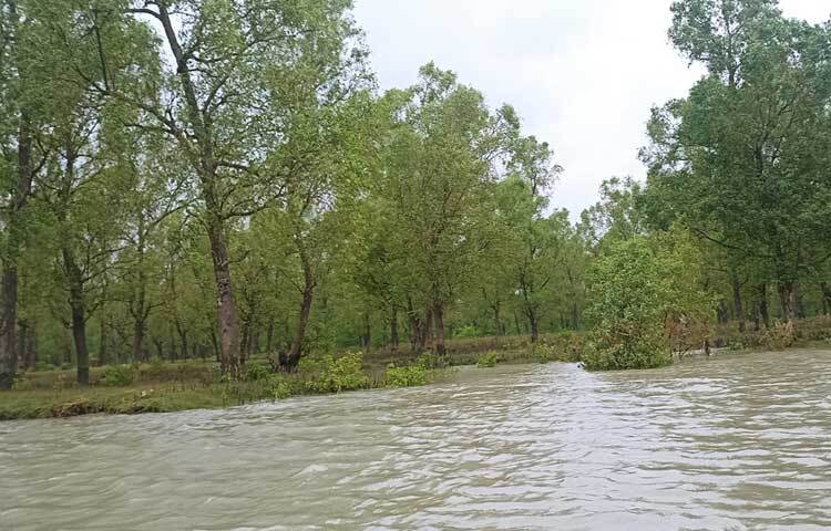 চারপাশে বিস্তৃত জলরাশি। অন্যদিকে কেওড়া বন। ছবি: এম মাঈন উদ্দিন