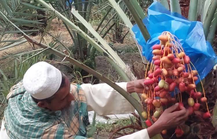 জয়পুরহাটের আক্কেলপুর উপজেলার মুনজিয়া গ্রামের সাইফুল ইসলামের ২০২১ সালে ইউটিউবে ভিডিও দেখে খেজুর বাগান করার আগ্রহ জন্মে। খোঁজ নিয়ে ঢাকা, নরসিংদীসহ বিভিন্ন এলাকা থেকে চারা সংগ্রহ করে ২০২১ সালের ২৫ আগস্ট ৪৫০টি চারা রোপণ করেন। ছবি: আল মামুন